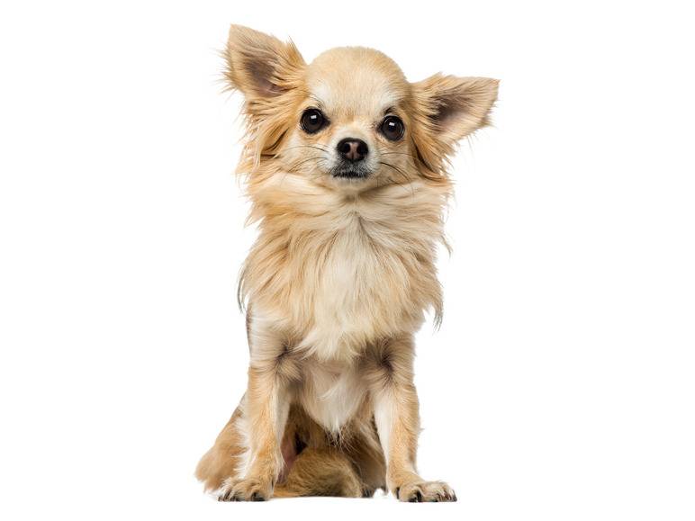 zoofari® Hundegeschirr, mit Zugkraftverteilung auf den Brustkorb Bestseller