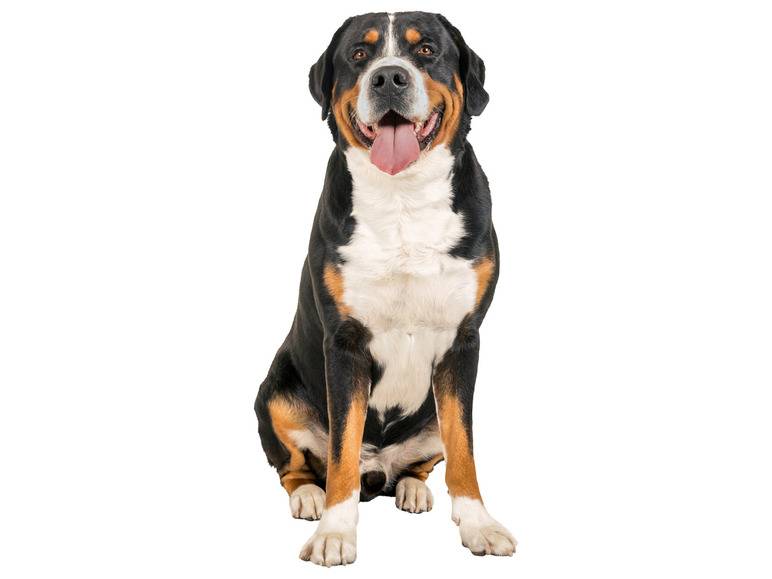 zoofari® Hundegeschirr, mit Klettstickern Räumungsverkauf