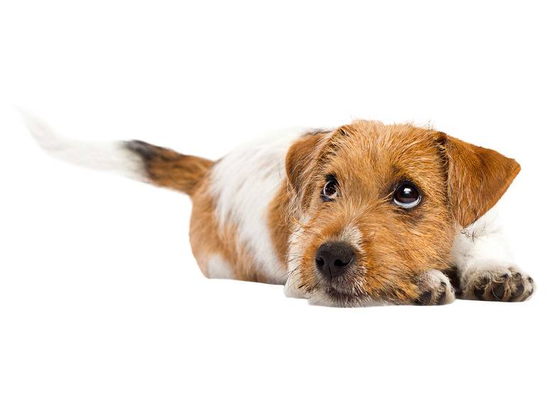 zoofari® Haustier Futter- und Trinkzubehör für unterwegs Letzte 2 Tage