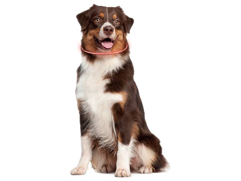 zoofari® LED-Leuchtschlauch Hundehalsband, mit 3 Leuchtfunktionen Letzter Tag