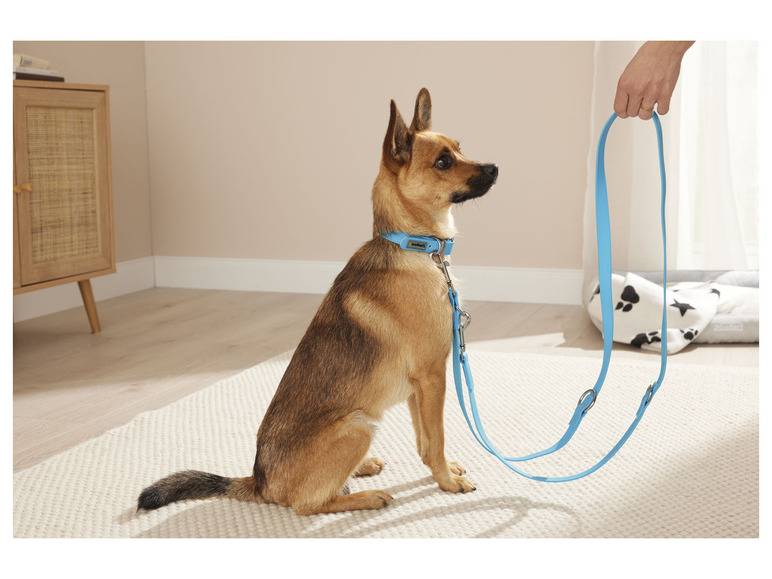 zoofari® Hundehalsband und Leine, 3-fach verstellbar Nur für heute